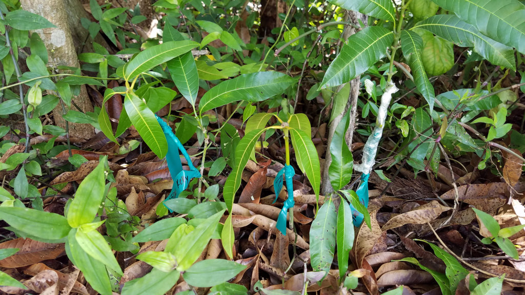 Grafting Mangoes