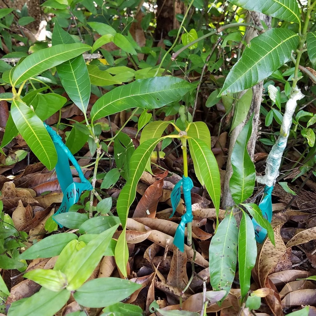 Grafting Mangoes