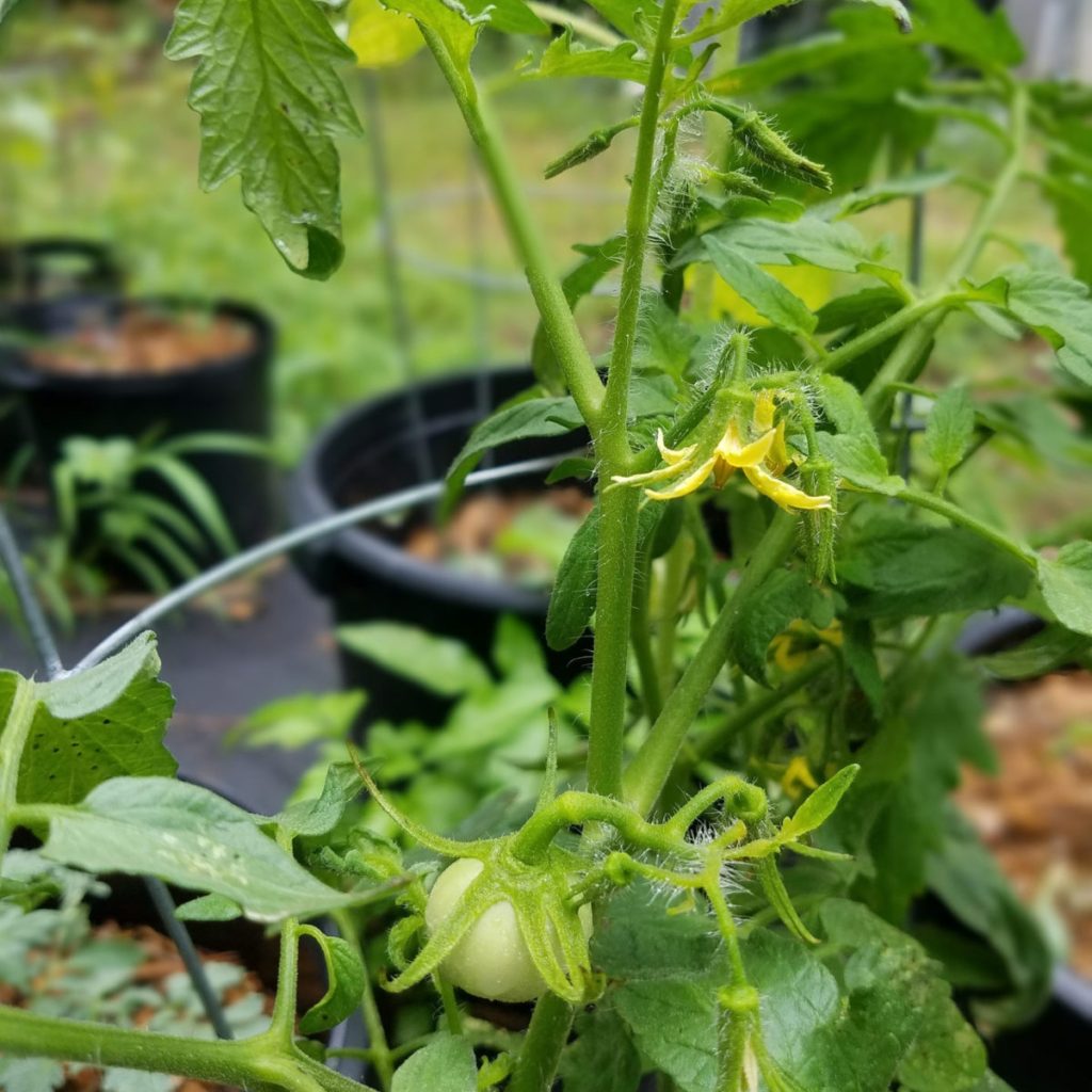 Tomato plant