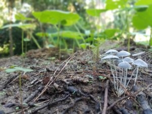 Garden mushrooms