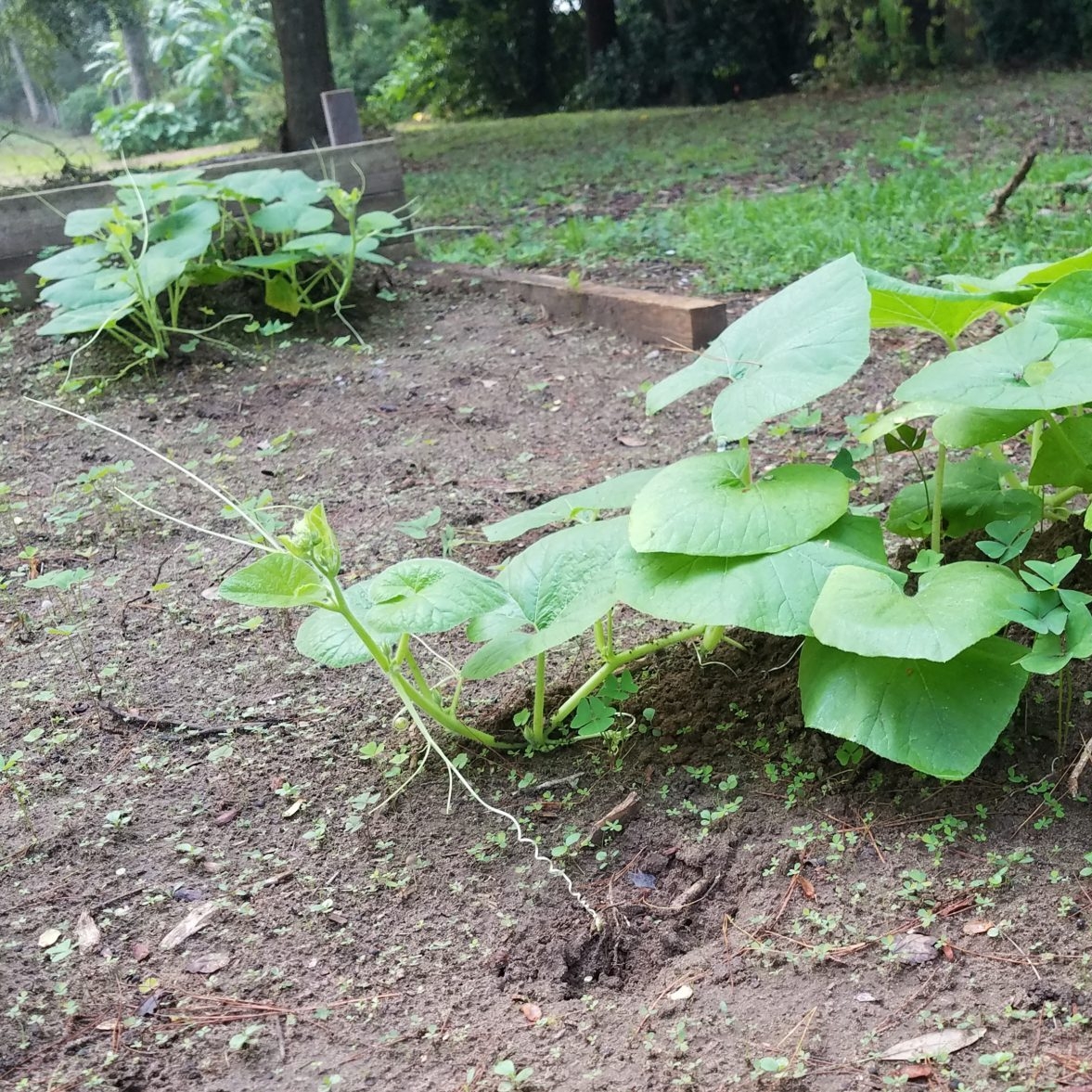 Pumpkin Update