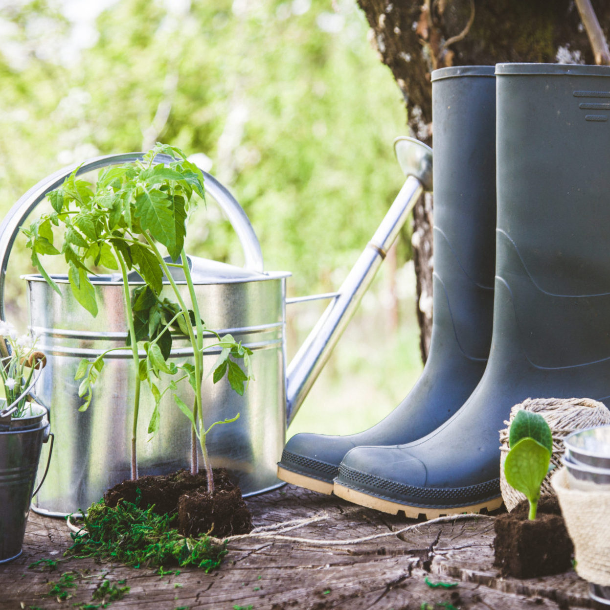 Fellow Garden Enthusiasts!