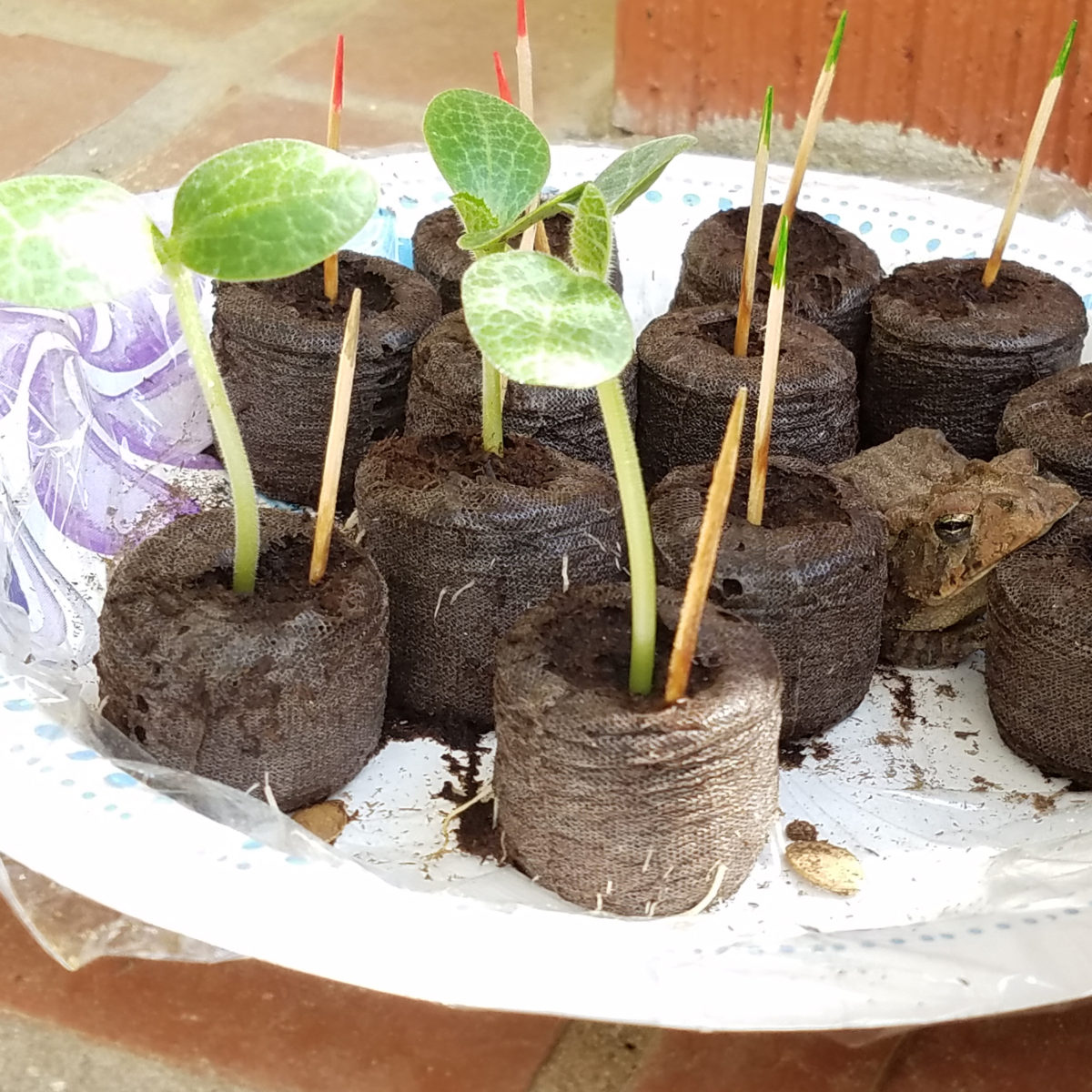 Squash seedlings Visitor