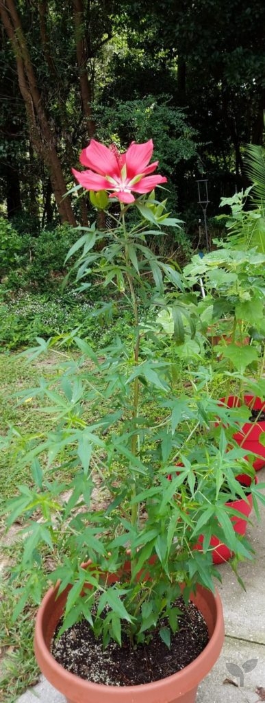 Native Red Hibiscus