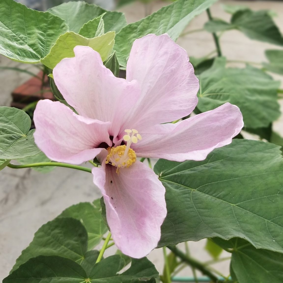 Pink Hibiscus Seeds