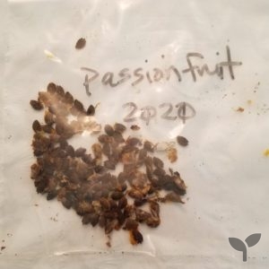 passion fruit seeds