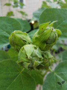 seed pods