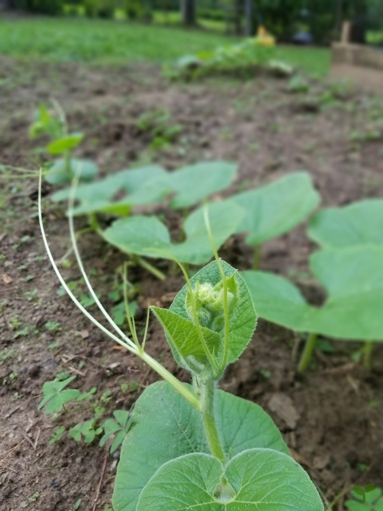 Pumpkin vine