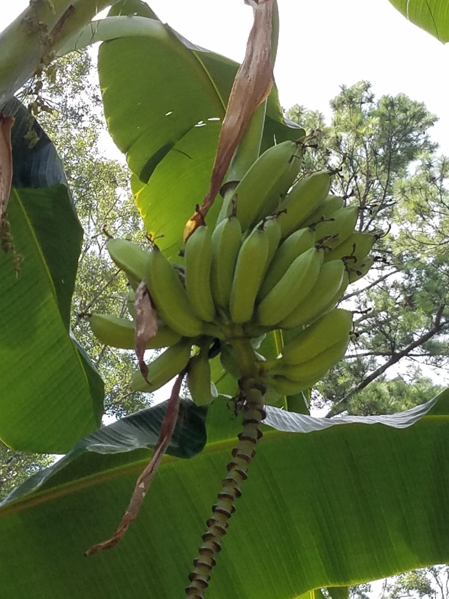 Bananas – how to ripen