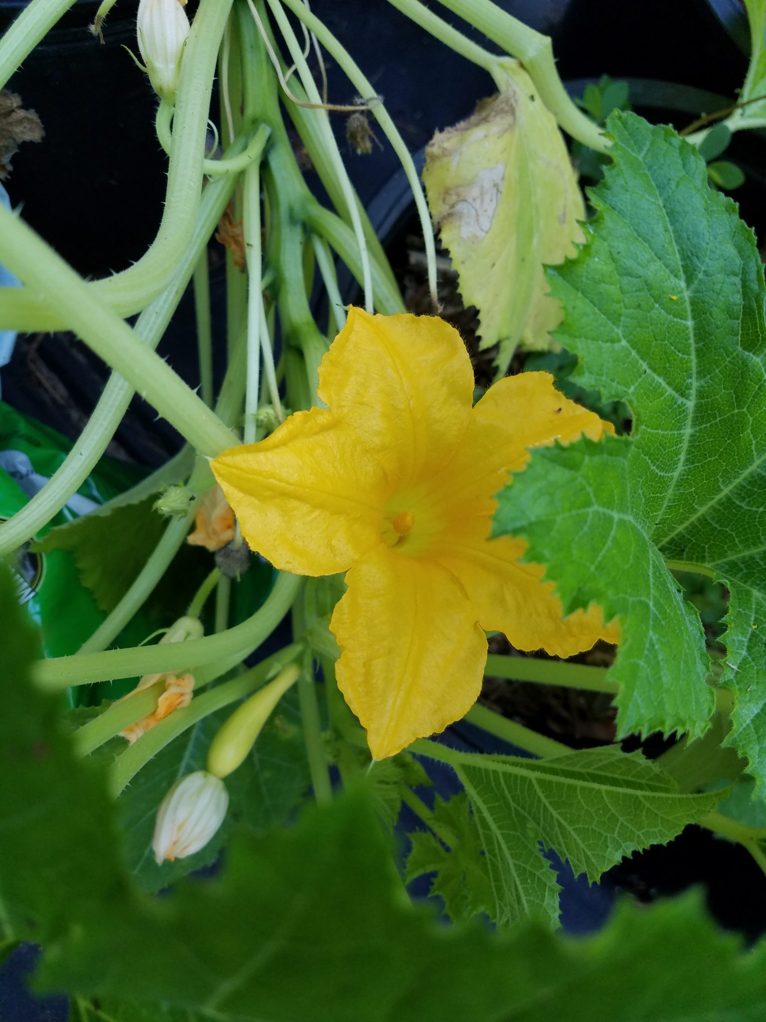 Squash Flowers