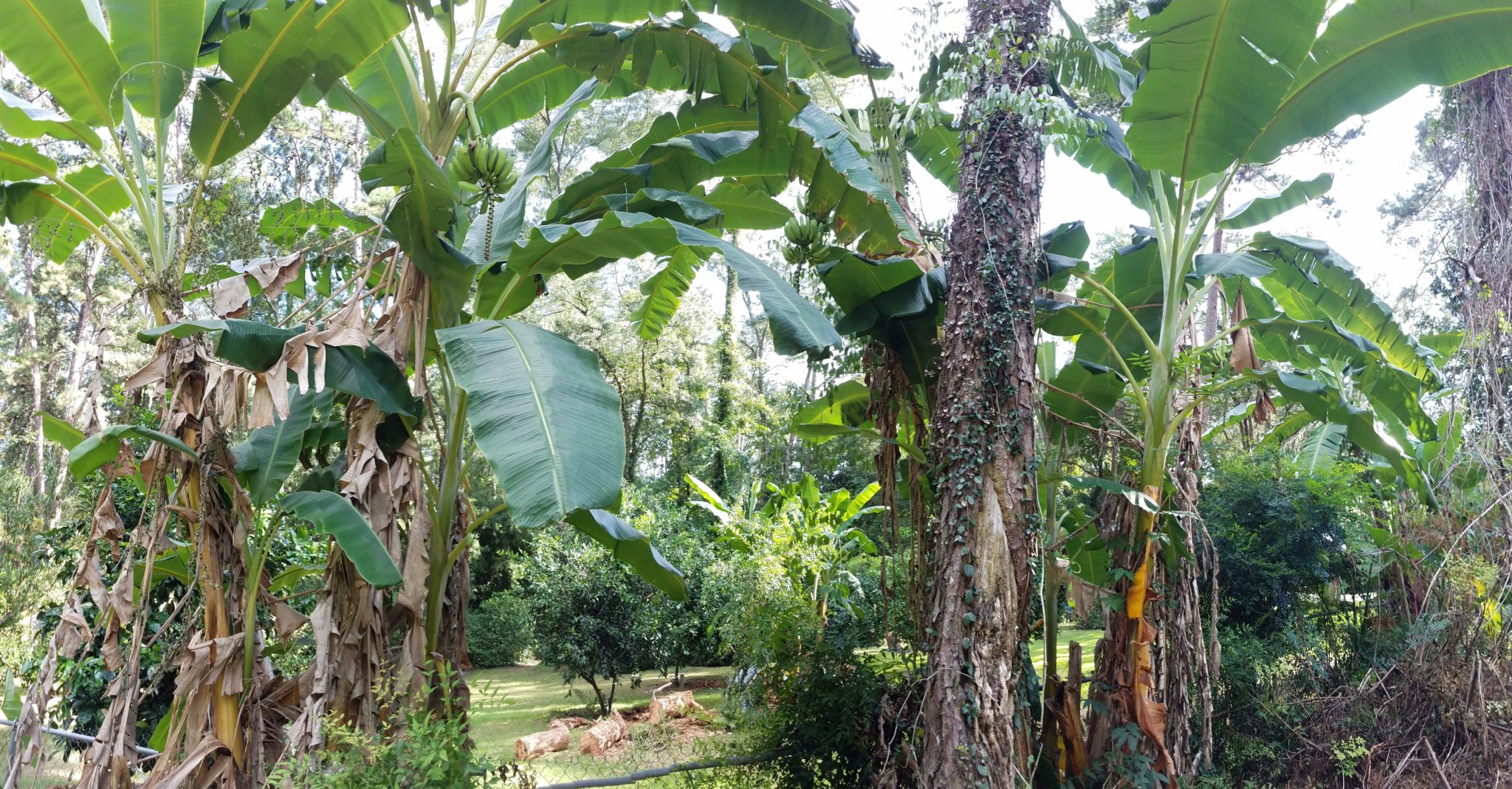 banana trees 