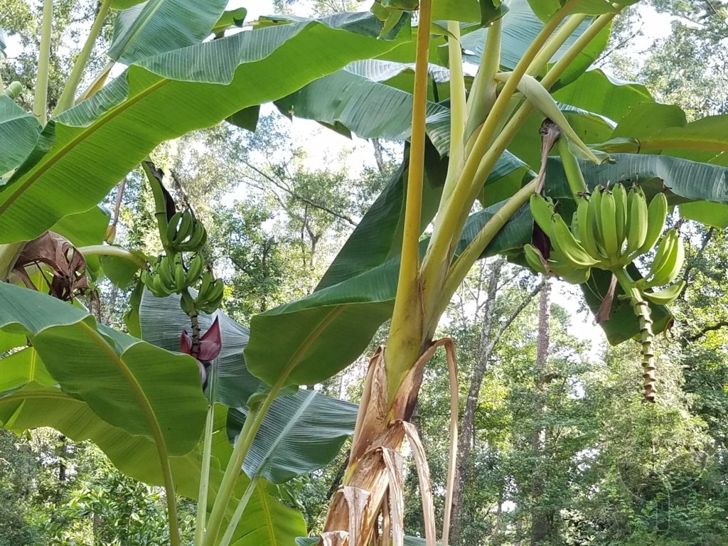 banana trees