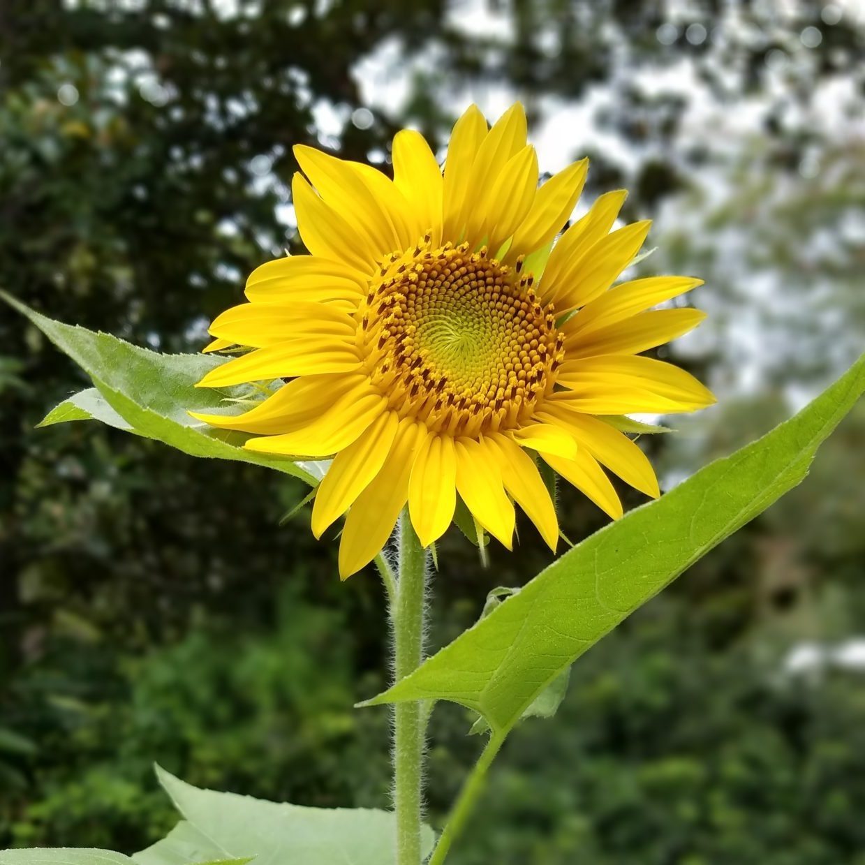 Sunflower