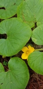 Pumpkin flower