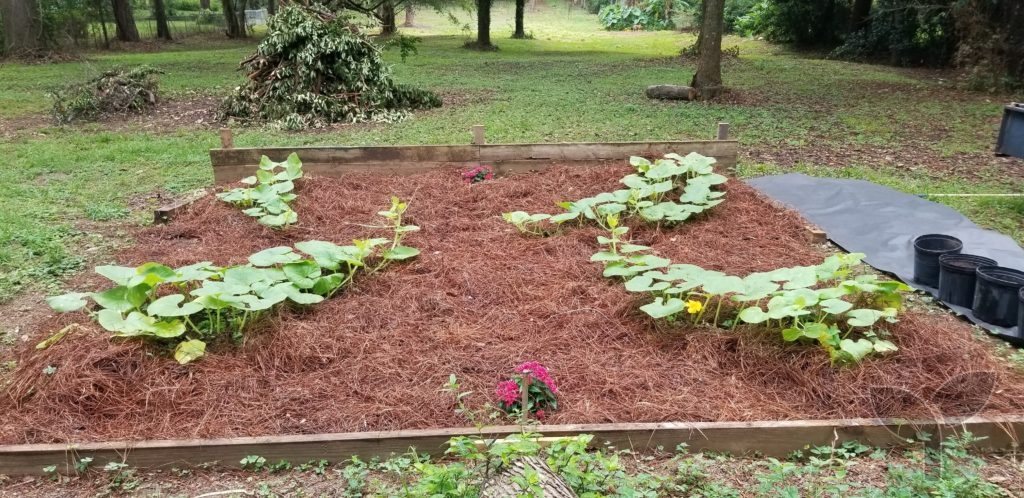 pumpkin patch with first flower