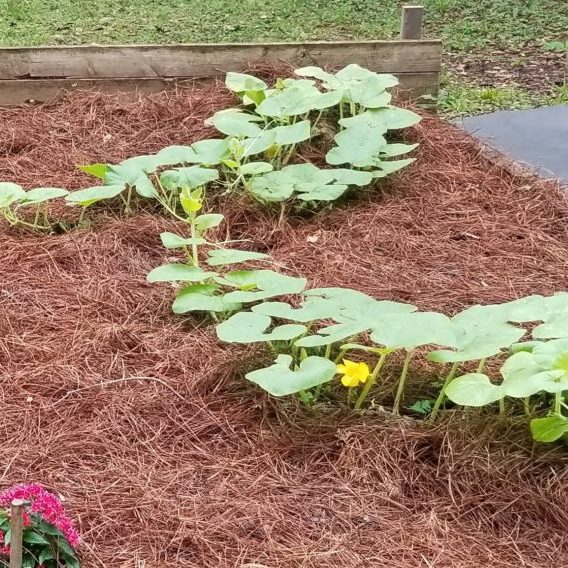 pumpkin patch with first flower