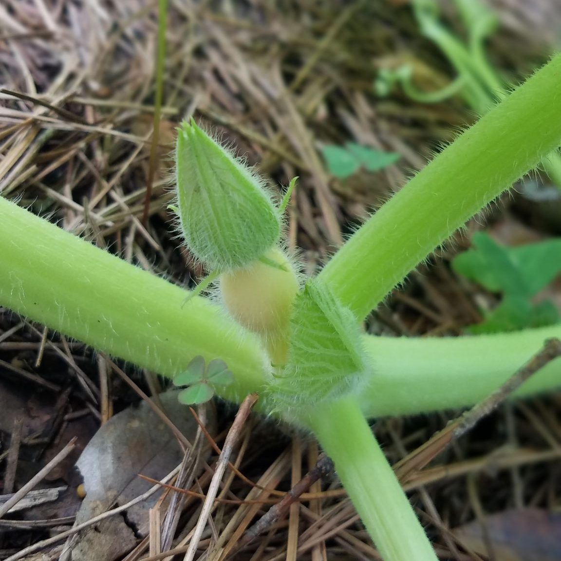 First baby pumpkin