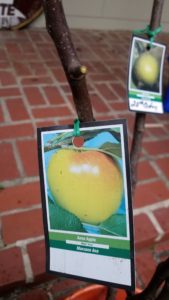 Fruit Tree Orchard