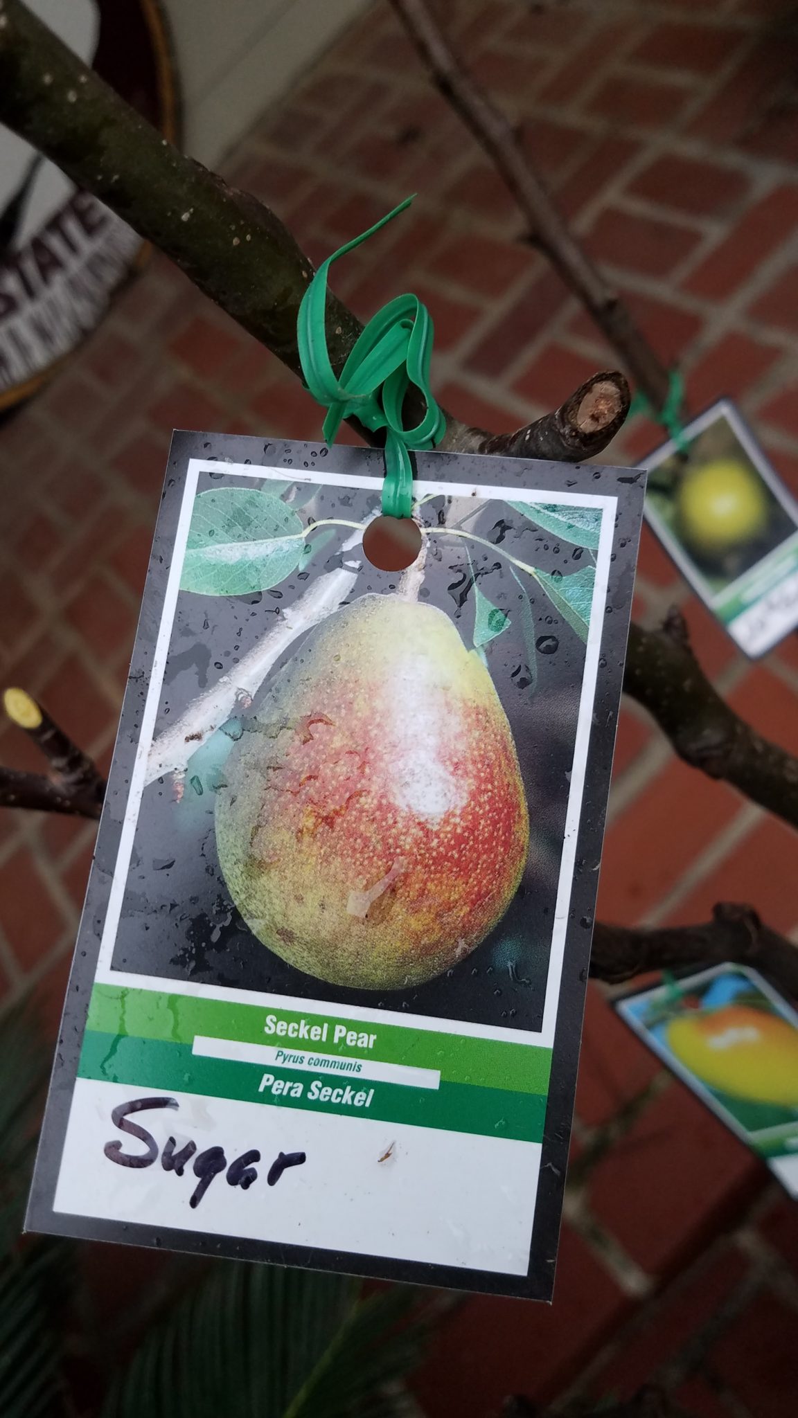 Fruit Tree Orchard