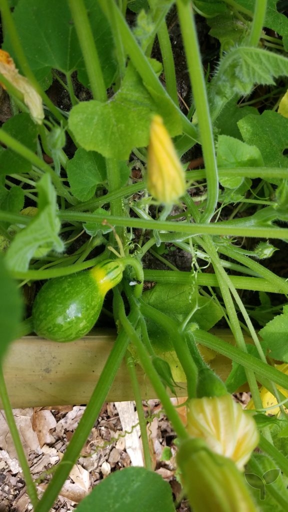 Squash The Potting Table | All Rights Reserved | Florida Gardener