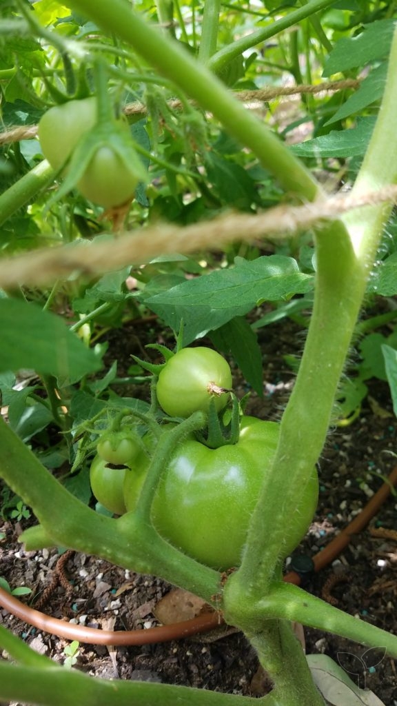 Tomatoes The Potting Table | All Rights Reserved | Florida Gardener