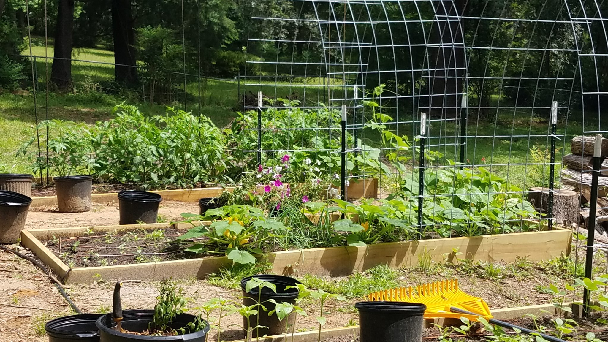 Garden update