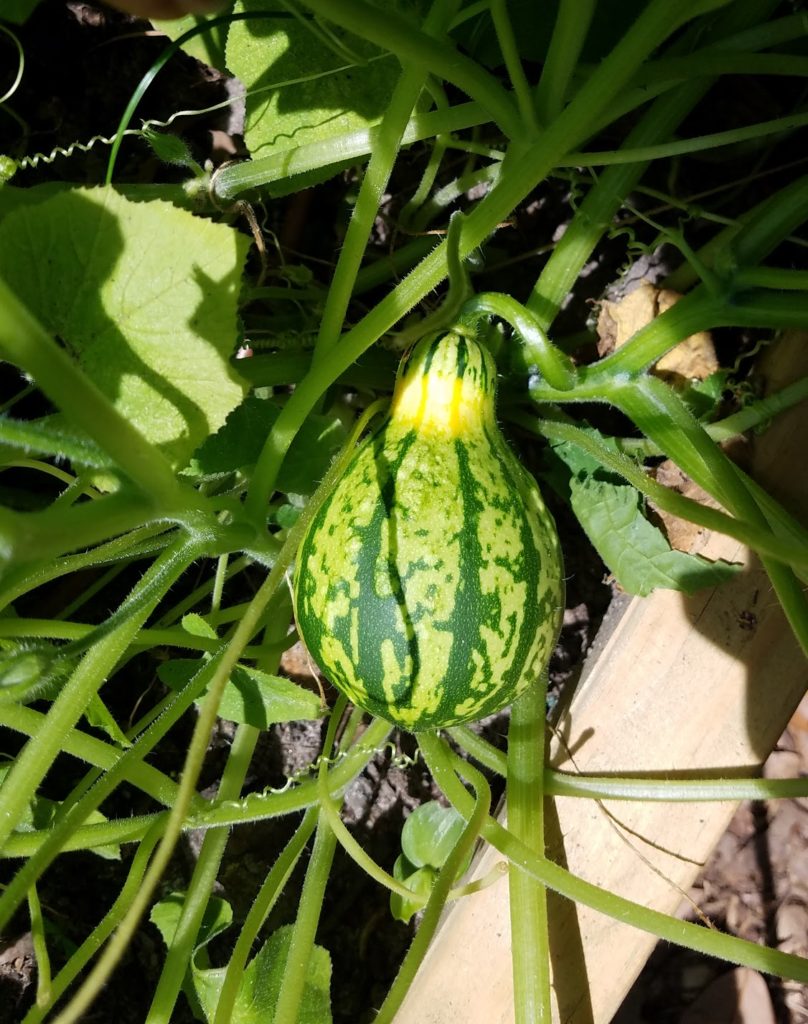 The Potting Table | Gardening Blog | Ornamental Gourd